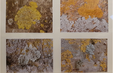 IZLOŽBA KONAVOSKIH LIŠAJEVA: Stijepo Mijović Kočan i Mirjana Pejaković Kočan