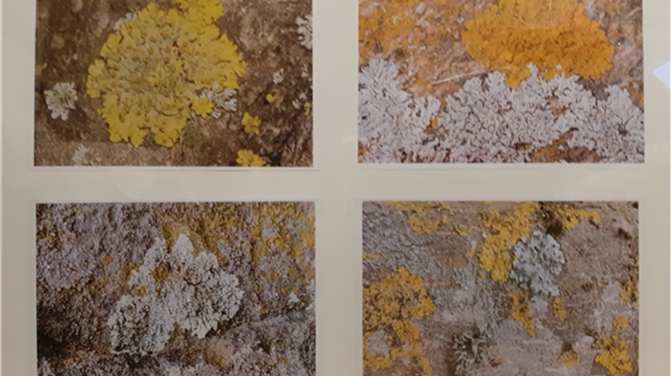 IZLOŽBA KONAVOSKIH LIŠAJEVA: Stijepo Mijović Kočan i Mirjana Pejaković Kočan