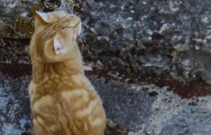 Otvorena izložba fotografija lišajeva supružnika Kočan