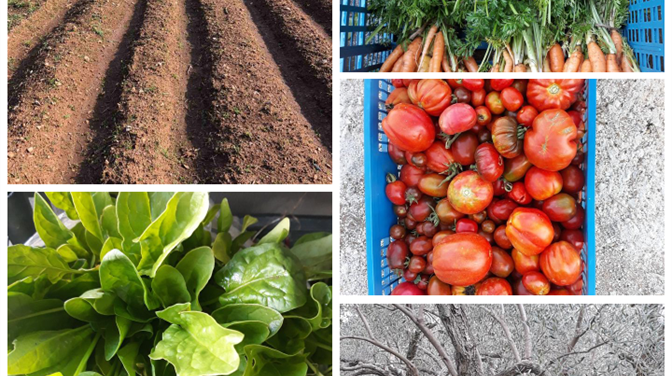 Organska poljoprivreda – put prema zdravlju