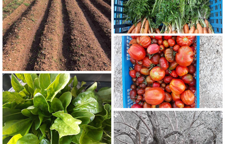 Organska poljoprivreda – put prema zdravlju
